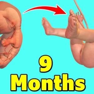A screenshot of the 9 Months game showing the development of a fetus.