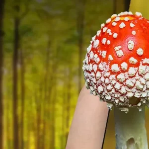 Identifying mushrooms with Picture Mushroom.