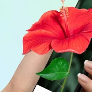 PictureThis Identifies Plants