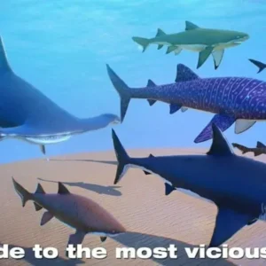 Shark Game Simulator Gameplay